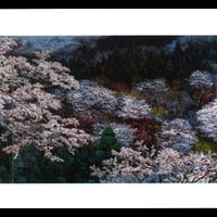 絵はがき：初桜遊行俯瞰図 | 後藤純男美術館