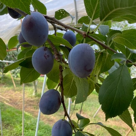 サンプルーン　2K　（500ｇ×4パック入り）【限定500箱】