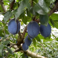 ベイラー　２K箱　9月10日11:00よりネット販売20箱限定　≪1人1箱のみ≫