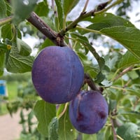 サマーキュート　2K　2箱　（500g×4パック入り）×2　【限定200箱】