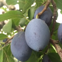 サンプルーン　2K×2箱　（500g×4パック入り）×2　【限定500箱】