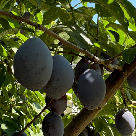 サンプルーン　2K　（500ｇ×4パック入り）【限定500箱】