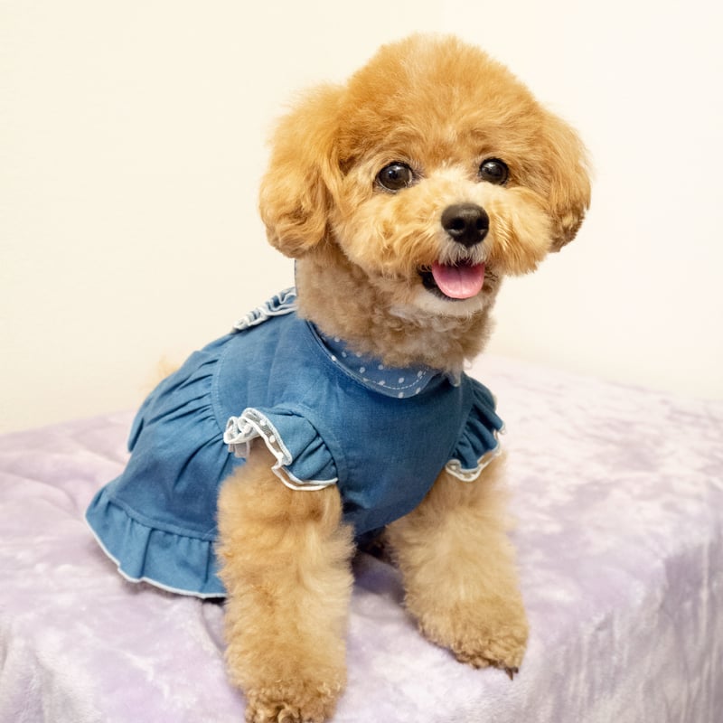 キャスキッドソン 生地 デニム 101匹わ わんちゃん 