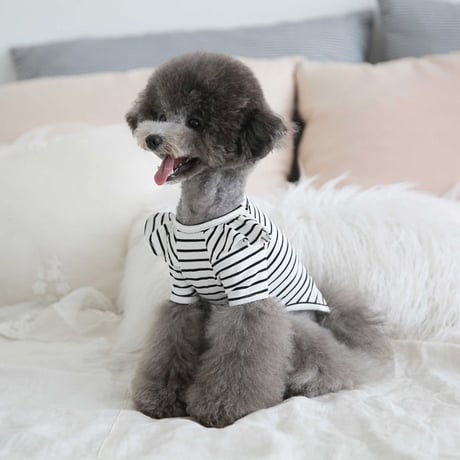 【TOTO&ROY】ウィーリーストライプTシャツ　ホワイト