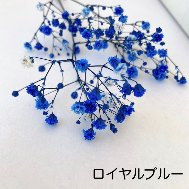 カラーカスミソウ | 花工房Field Canvas