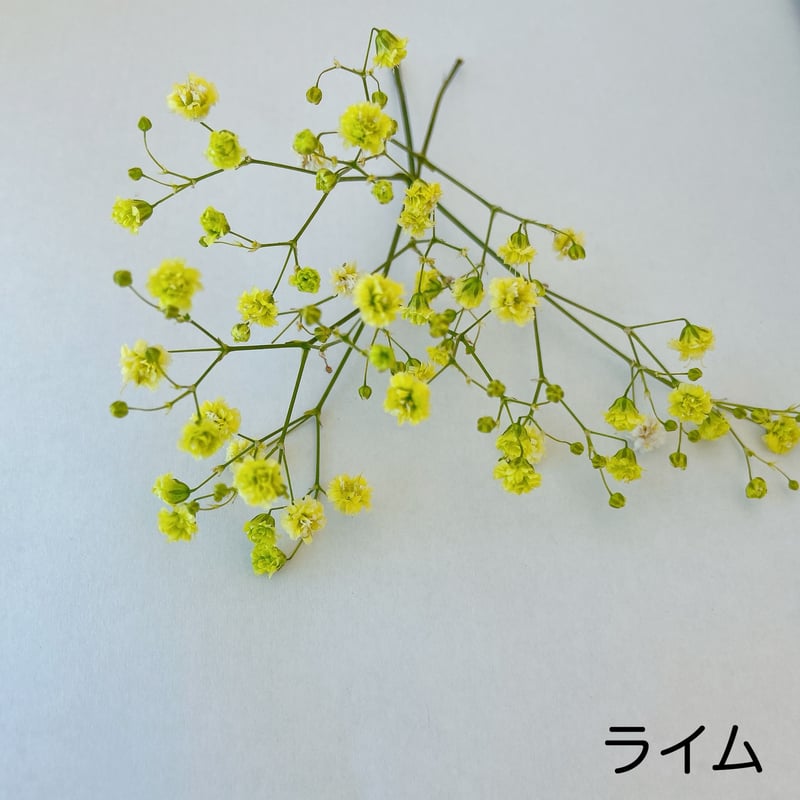 カラーカスミソウ | 花工房Field Canvas