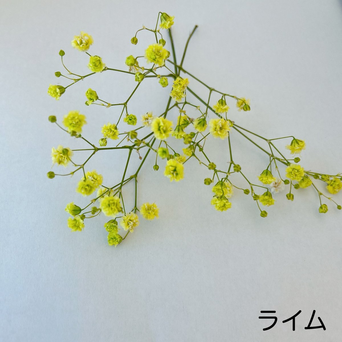 かすみそう カラーカスミソウ | 花工房Field Canvas