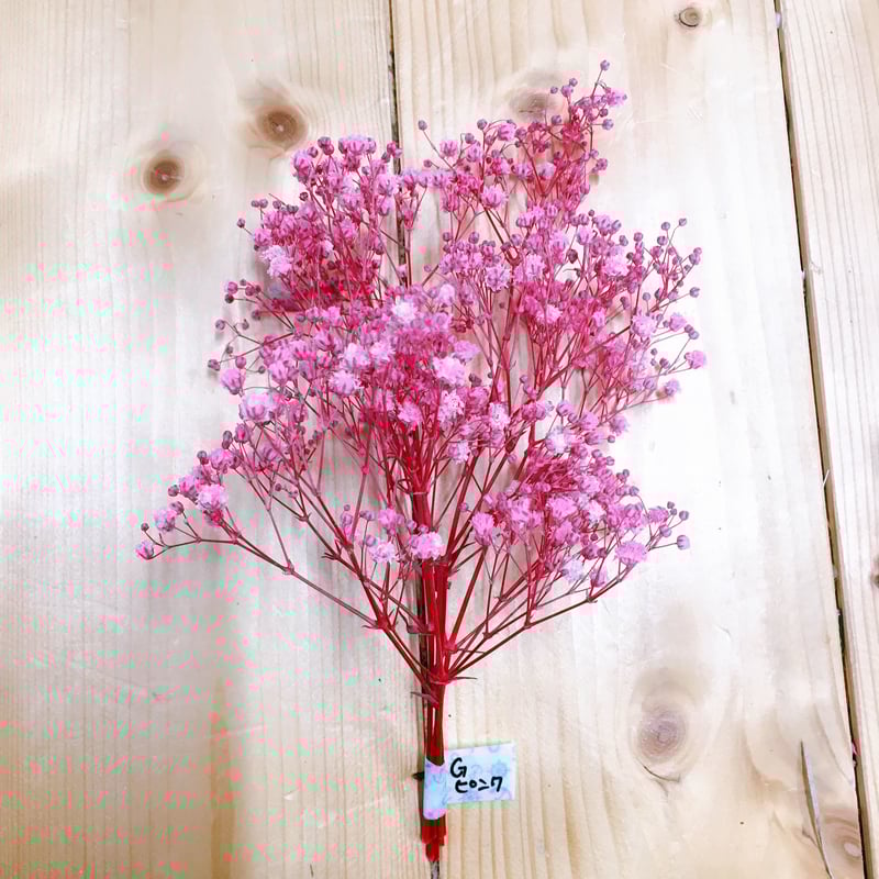 カラーカスミソウ | 花工房Field Canvas