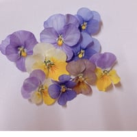 ラグラス | 花工房Field Canvas
