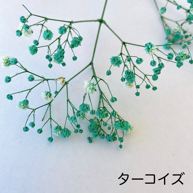 カラーカスミ草、他 生花】染めカスミ草 若葉(黄緑) (国産・60cm)【早締切-75】 - 花材通販