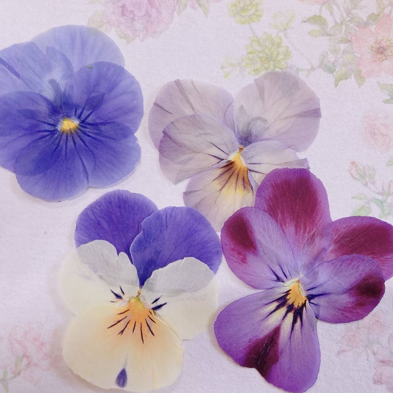 ビオラ 押し花MIX | 花工房Field Canvas