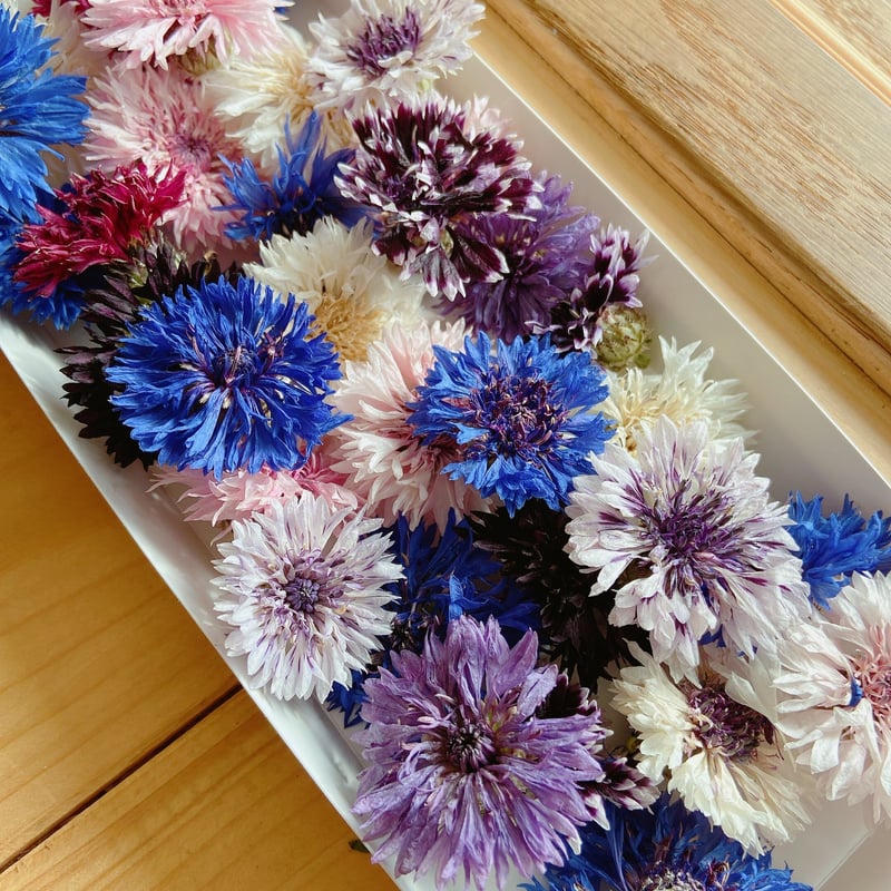 コーンフラワー | 花工房Field Canvas