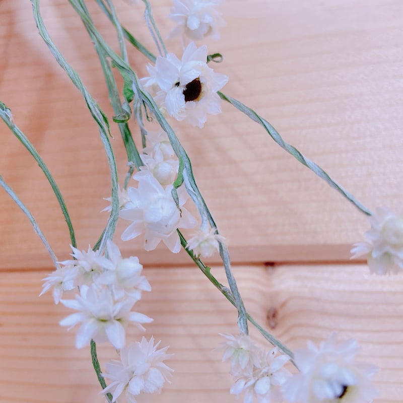 アンモビューム | 花工房Field Canvas