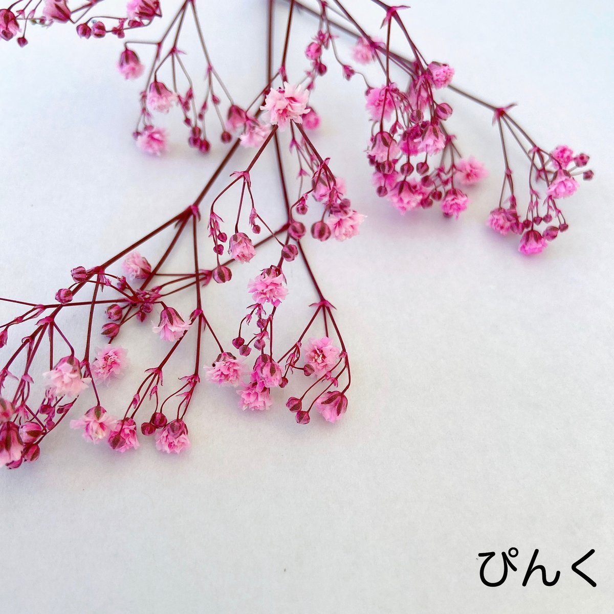 カラーカスミソウ | 花工房Field Canvas