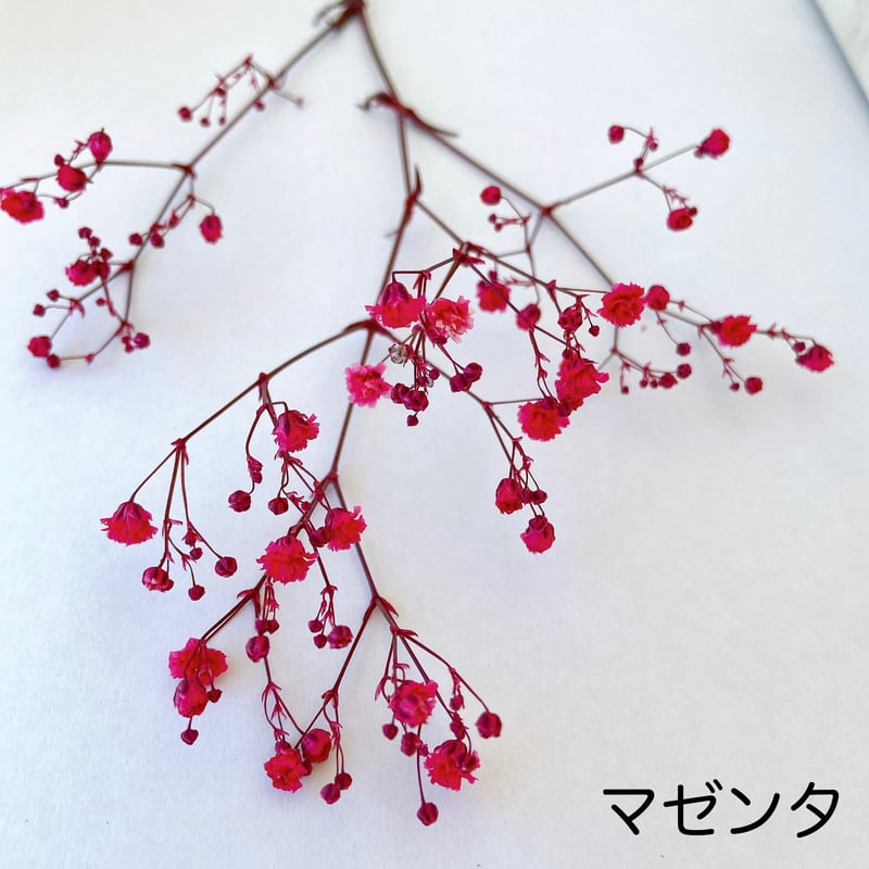 カラーカスミソウ | 花工房Field Canvas