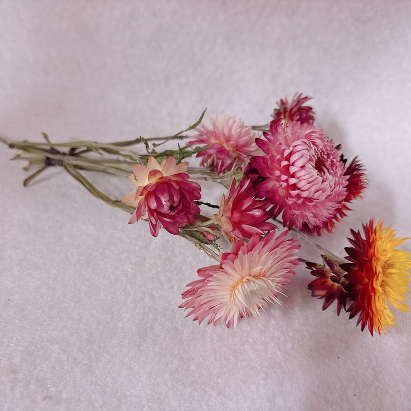 おまかせヘリクリサム ヘリクリサム 花束 ヘリクリサム ステム付き 花