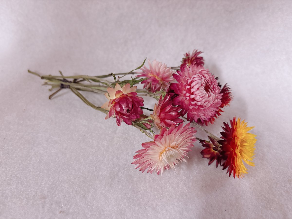 ご購入者様用　ヘリクリサム ヘリクリサム ステム付き | 花工房Field Canvas