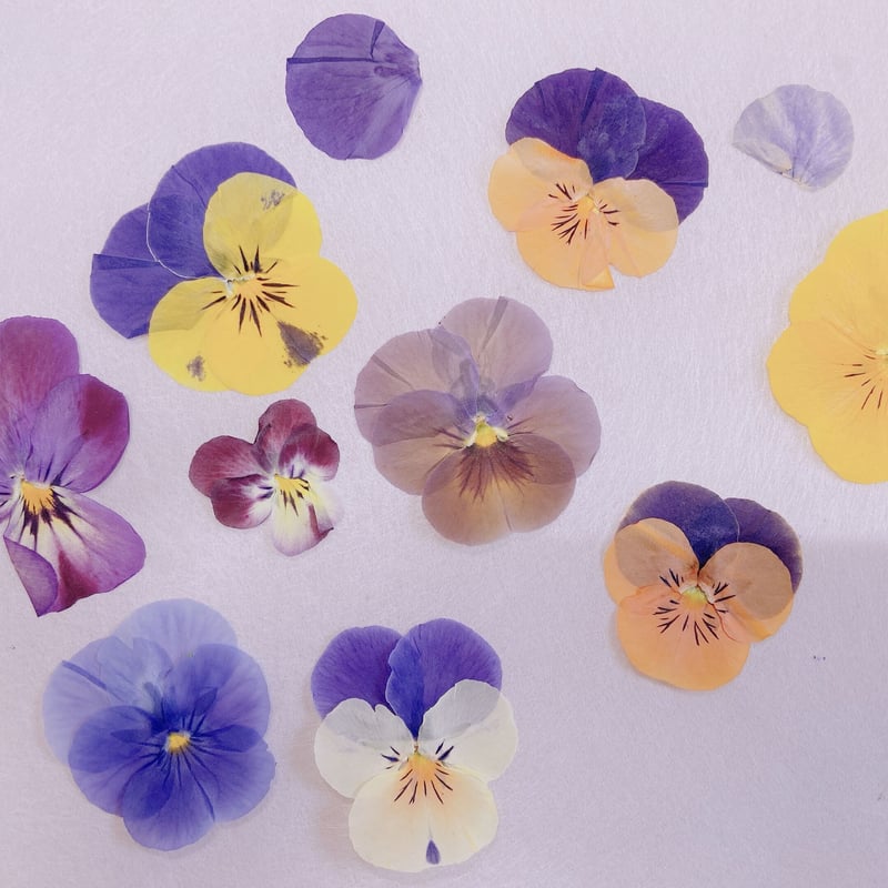 2500円 押し花 バレッタ あじさい ビオラ 2500円 押し花 バレッタ あじさい ビオラ