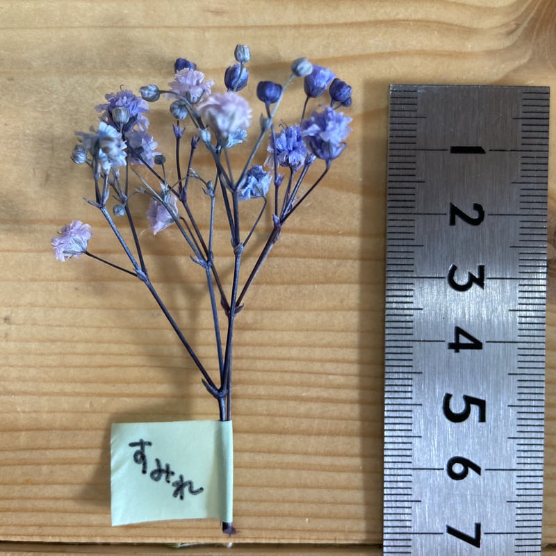 かすみ草 似た色の色見本 カラーカスミソウ カラー見本 | 花工房Field Canvas