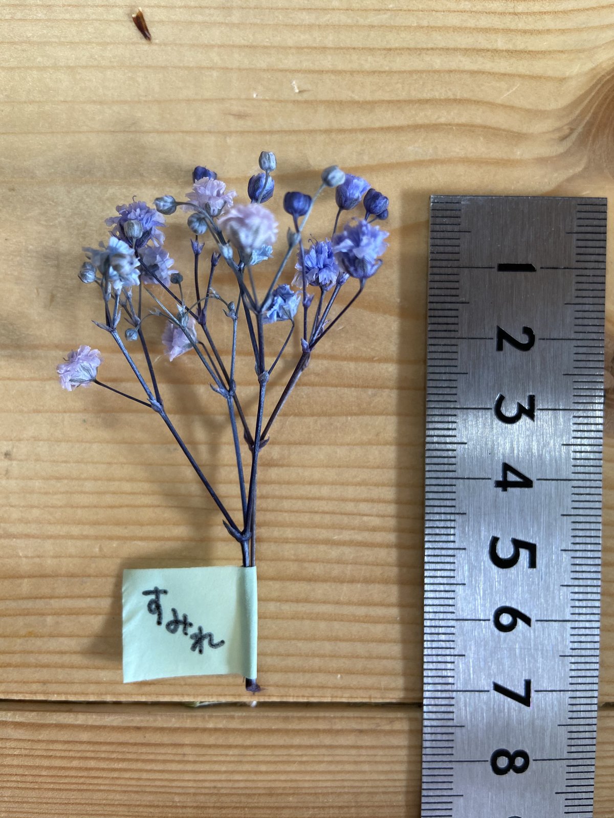 カラーカスミソウ カラー見本 | 花工房Field Canvas