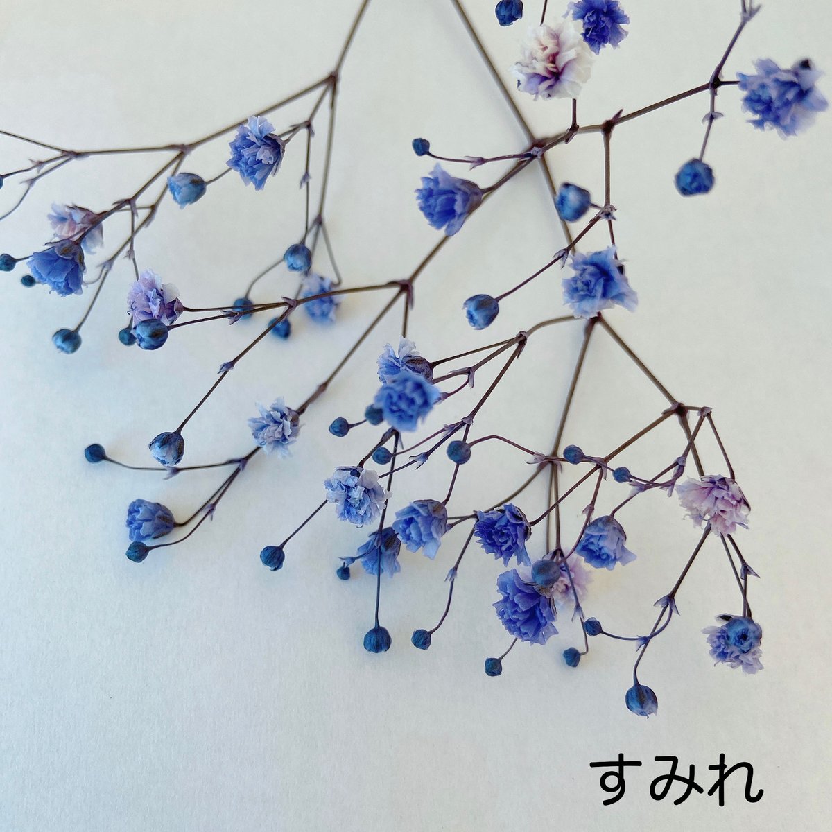カラーカスミ草、他 カラーカスミソウ | 花工房Field Canvas
