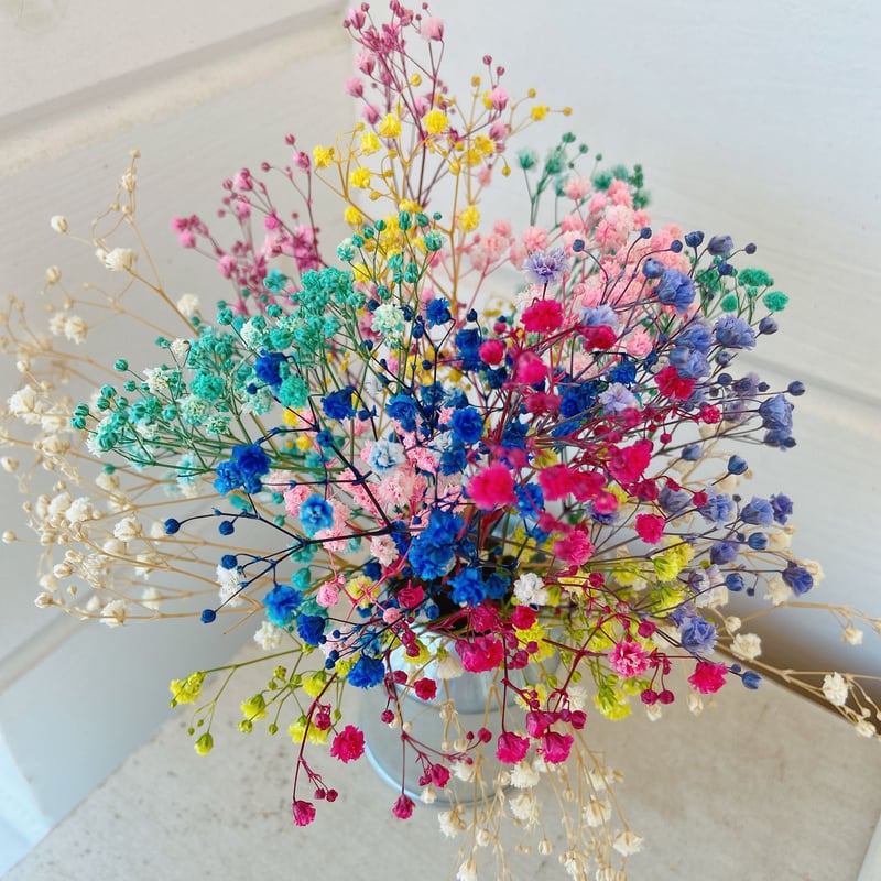 カラーカスミソウ | 花工房Field Canvas