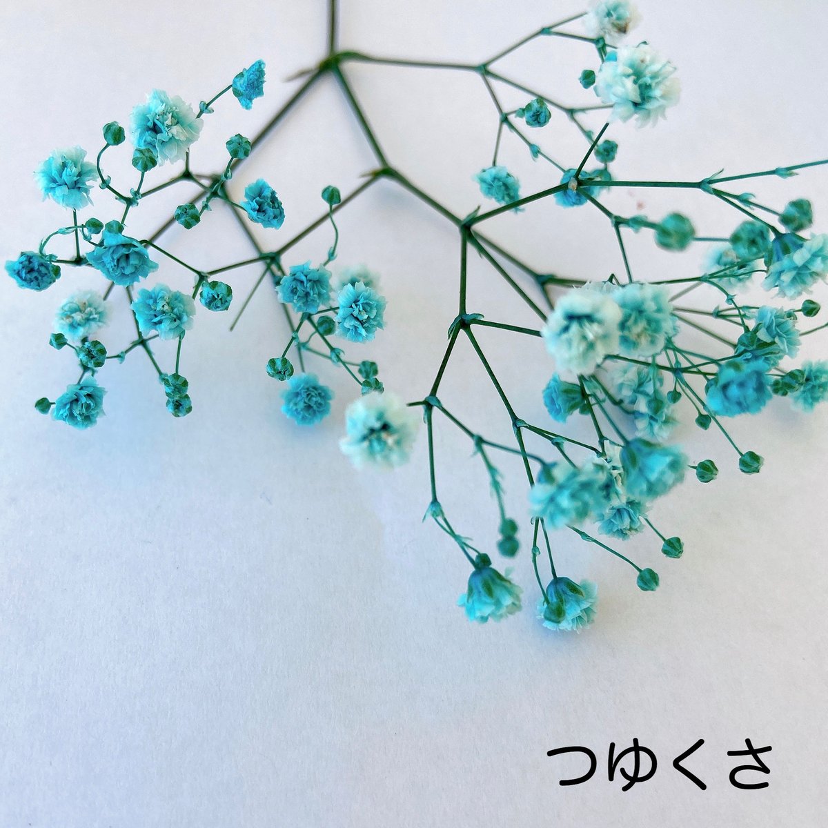 カラーカスミソウ | 花工房Field Canvas