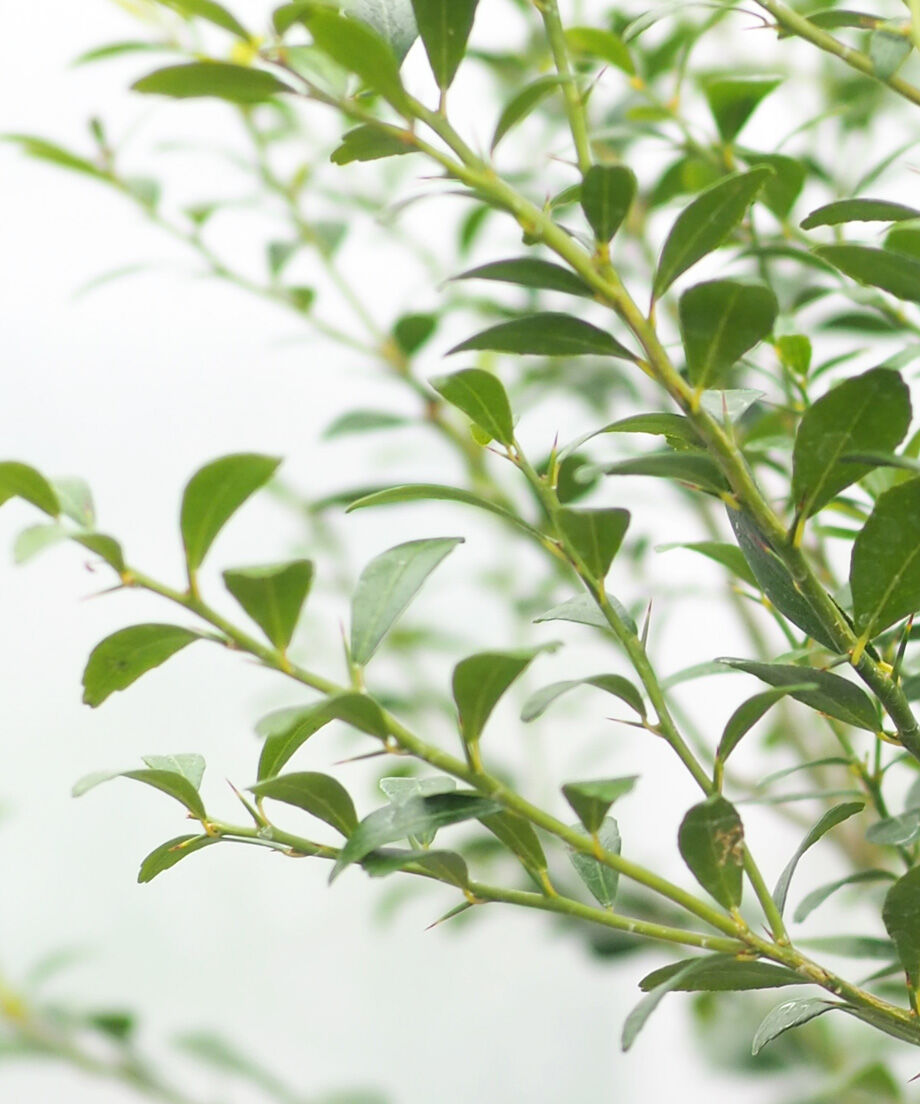 バルサミフェルム　大群生　抜き苗 ❣️札付き ファームパルクさん苗 ☆No6 シェリーラズル☆抜き