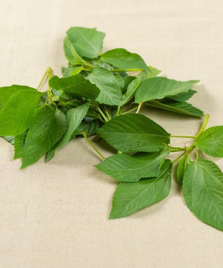 魔法のベジパンケーキ｜モロヘイヤ