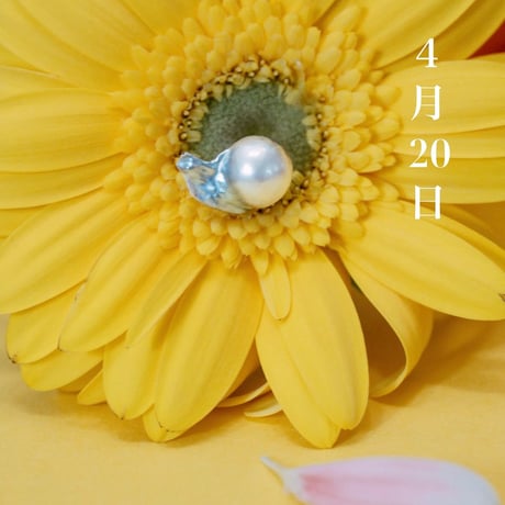 4月20日【365日金魚真珠】
