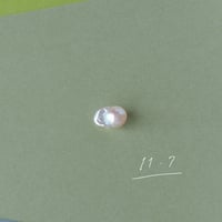 11月7日【365日金魚真珠】