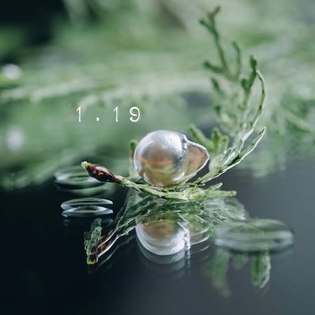 1月19日【365日金魚真珠】