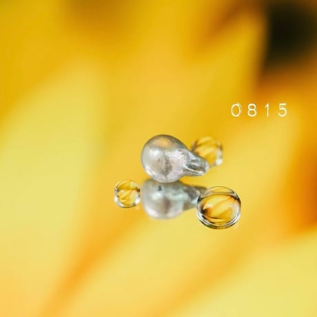 8月15日【365日金魚真珠】