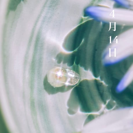 4月14日【365日金魚真珠】