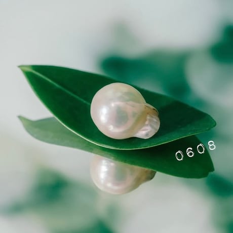 6月8日【365日金魚真珠】
