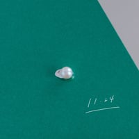 11月24日【365日金魚真珠】