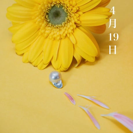 4月19日【365日金魚真珠】