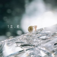 12月6日【365日金魚真珠】
