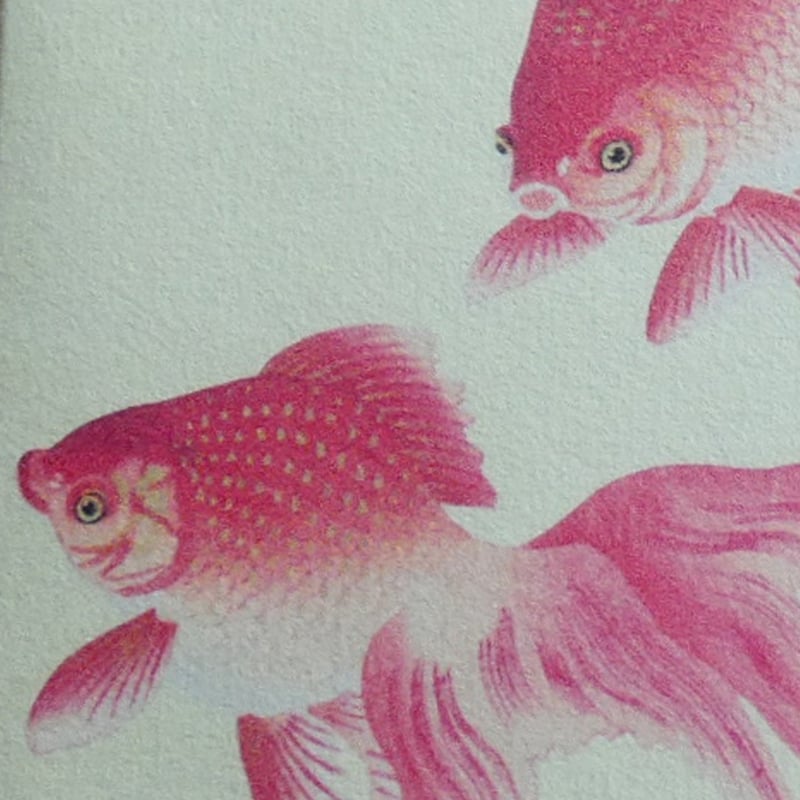 小原古邨「二匹の金魚」 【フレームサイズ 38cm × 29cm】版画