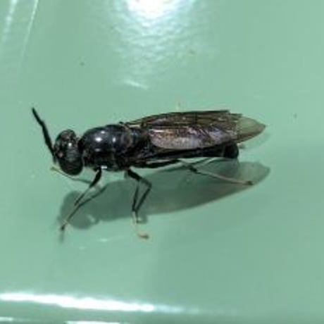 活ミズアブ蛹20匹程度
