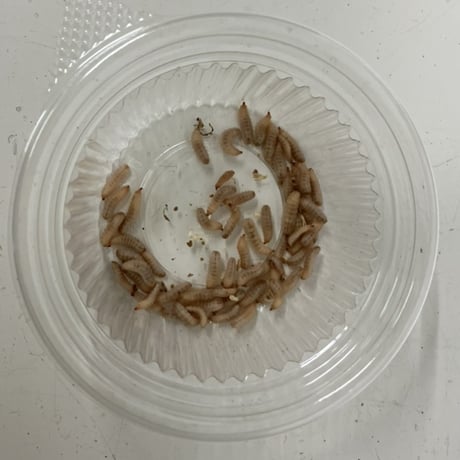 活ミズアブSSサイズ（50mg以下）2g程度