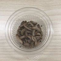 活ミズアブMサイズ（150mg以上）10g程度