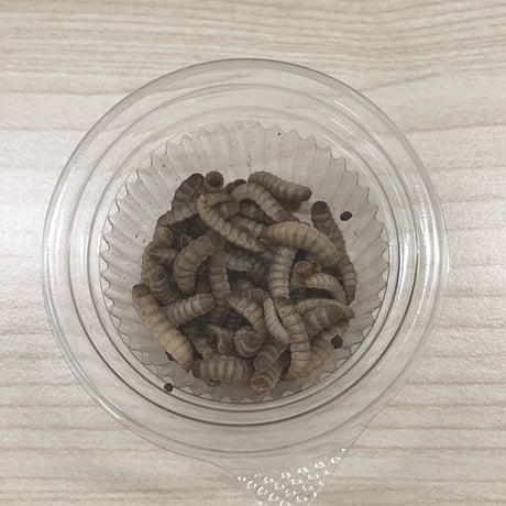 活ミズアブMサイズ（150mg以上）10g程度