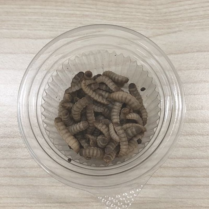 昆虫類・魚・小動物用飼料　乾燥ミズアブＬＬサイズ80g 昆虫類・魚・小動物用飼料 乾燥ミズアブLLサイズ80g - メルカリ