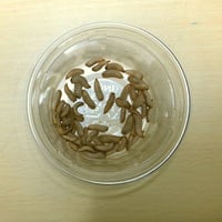 活ミズアブSサイズ（100mg前後/50-150mg）4g程度