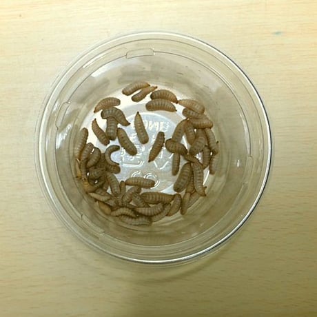 活ミズアブSサイズ（100mg前後/50-150mg）4g程度