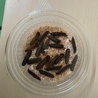 活ミズアブ蛹20匹程度