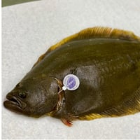 冷凍】伸東ヒラメ昆布締め 単品 | シントウヨウギョ