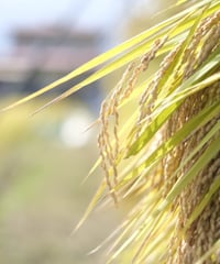 【新米予約】令和8年産　定期便　精米10kg（5kg×2）×10ヶ月