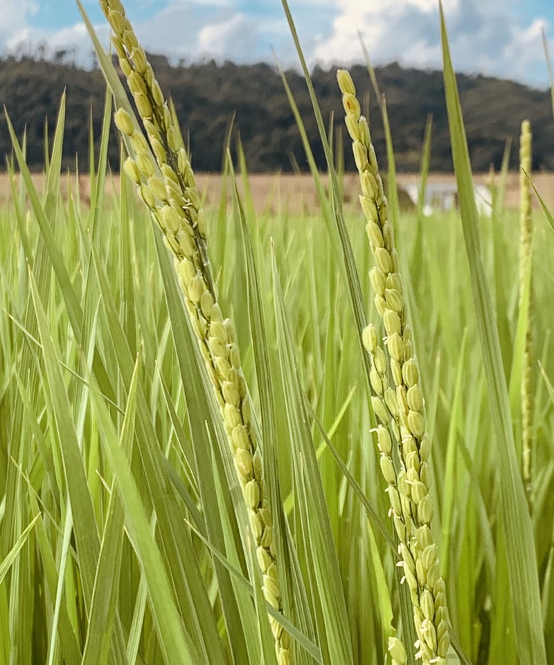 【証明書付】べにまさり・金時 各50本 有機栽培対応 さつまいも/紅高系（金時） 自然栽培/1kg | 農園わとわ